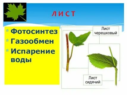 В процессе фотосинтеза происходит газообмен