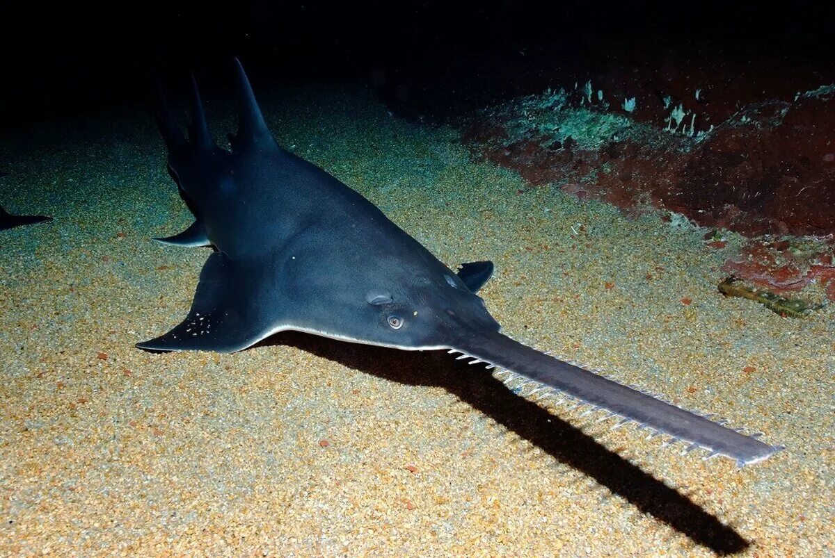 Гребенчатый пилорыл. Как выглядит рыба пила. Атлантический пилорыл. Скат пилорыл. Рыбу-пилу (пилорылый скат),.