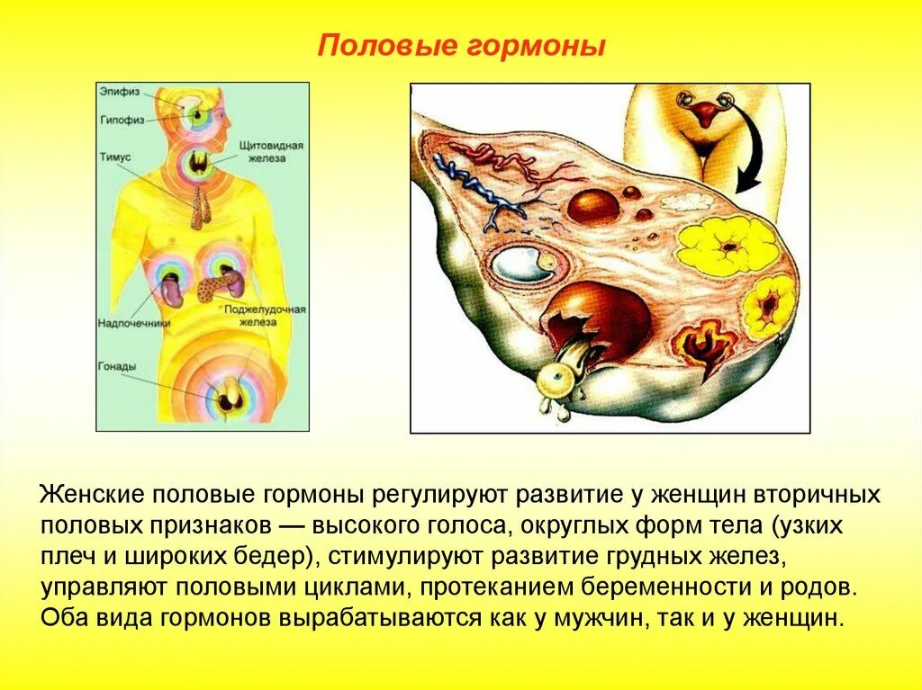 Половые гормоны вырабатываются. Женские половые гормоны вырабатываются. Железы в которых вырабатываются половые гормоны. Женские половые железы гормоны.