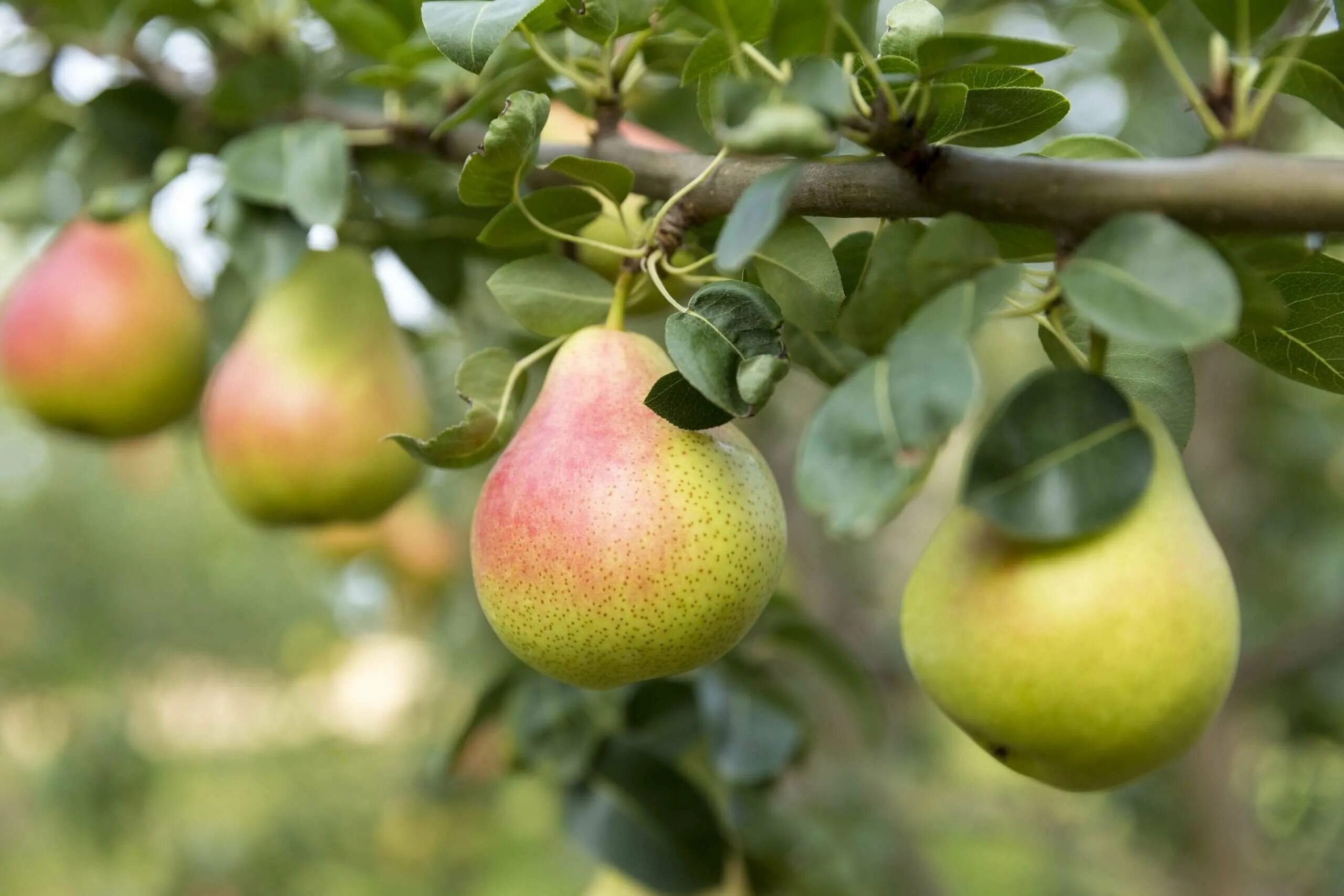 Груш ый. Груша. (pear tree) williams. груша бессемянка. груша александрия. груша обыкновенная &#039;beech hill&#039;.