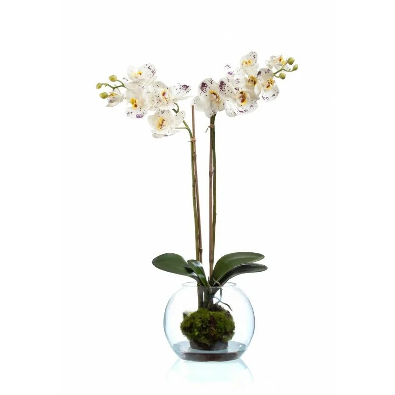 Орхидея купить рязань. Орхидея Treez. Орхидея Орхорай. Фаленопсис Sunshower. Хелен Орхидея фаленопсис.