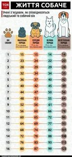 Собаки 8 лет сколько это по человечески