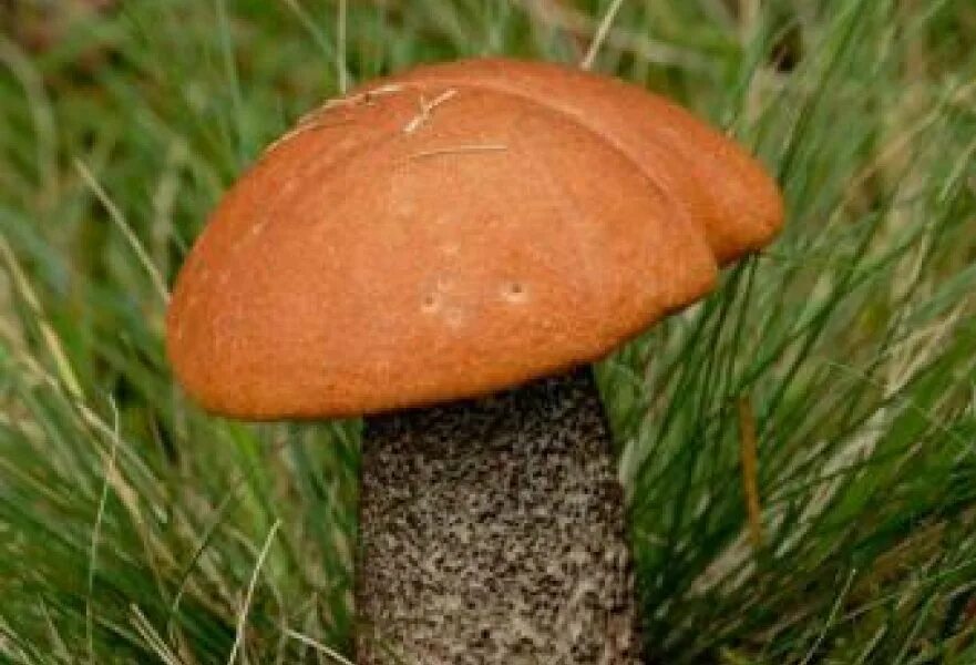 Изображение подосиновика. Подосиновик красноголовик. Подосиновик красный обабок красноголовик. Подосиновик окрашенноногий. Подосиновик гриб.