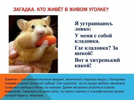 Полевой хомяк функциональная грамотность 2 класс презентация