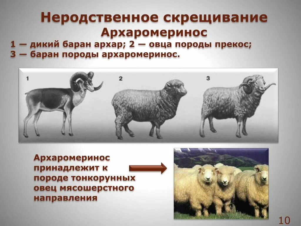 Селекции домашних животных. Баран породы архаромеринос. Межвидовые гибриды архаромеринос. Тонкорунные овцы меринос + дикий баран Архар = архаромеринос. Селекция животных архаромеринос.