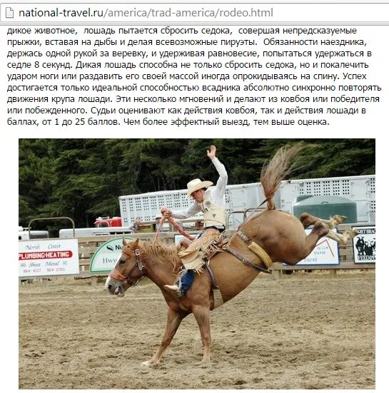 Лошади сбросить. Лошади зимой. Дикая необъезженная лошадь. Необъезженный конь. Родео конь.