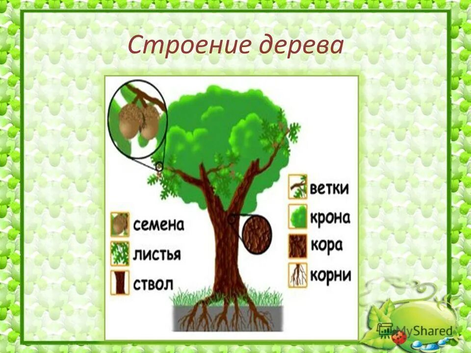 Строение дерева для дошкольников. Строение дерева. строение дерева для детей. деревья строение дерева. строение деревьев для детского сада.