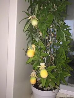 Как вырастить маракуйю