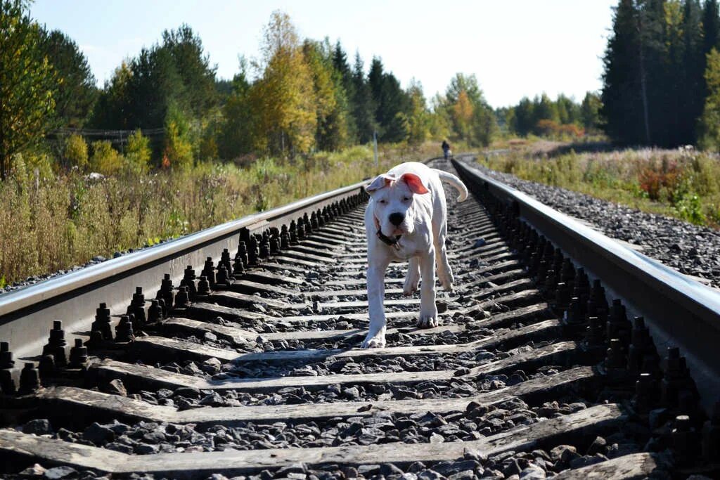 Животное (шпала) с рогами вперёд. Искореженные рельсы. И я по шпалам. Опять по шпалам. Опять по шпалам.