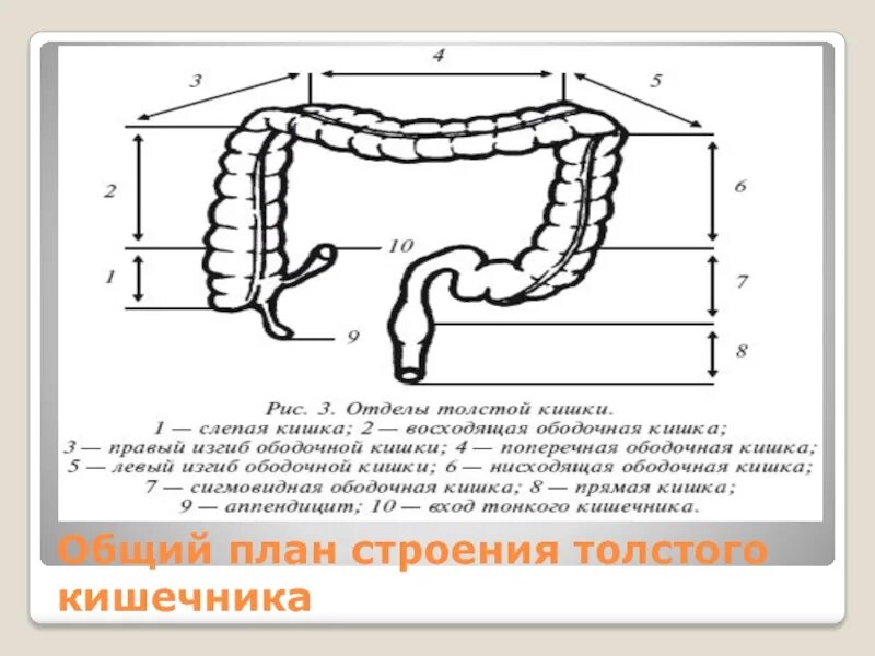 Название толстой кишки. Отделы Толстого кишечника. Отделы толстой кишки ободочная кишка. Схема отделов Толстого кишечника ободочная. Отделы Толстого кишечника схема.