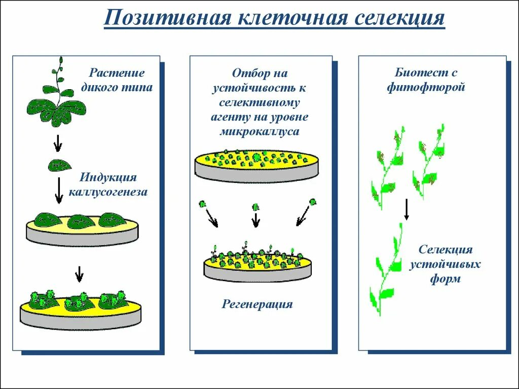 Методы биотехнологии растений. Биотехнология это метод селекции. Клеточные технологии в селекции растений. Клеточная инженерия в селекции растений. Методы клеточной селекции.