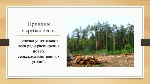 Вырубка лесов презентация