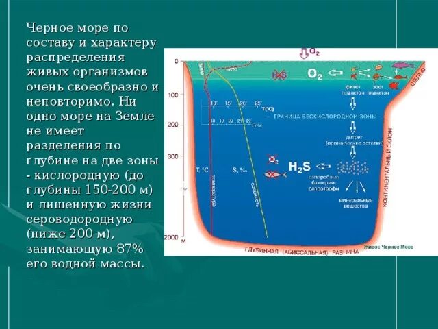 Глубина черного средняя и максимальная. Максимальная глубина черного моря. Структура дна черного моря. Черное море слои воды. Черное море в разрезе глубина.