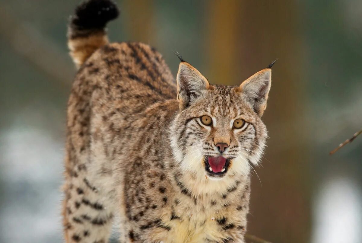 Беловежская пуща рысь. Рысь в пермском крае. На лесную поляну после охоты вышла рысь. На лесную поляну после охоты вышла рысь. На лесную поляну после охоты вышла рысь.