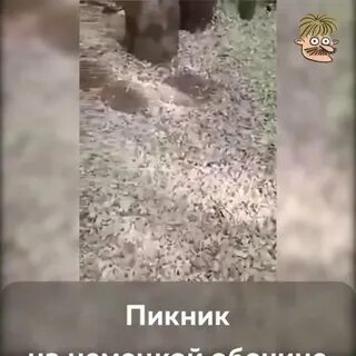 Видео такого я никогда не видела