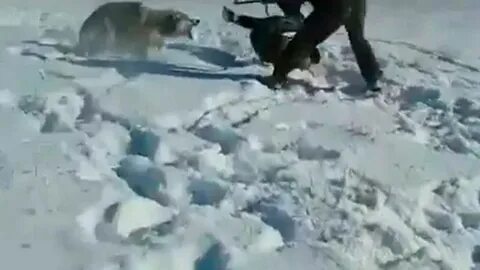 Охота на волка в казахстане на снегоходах
