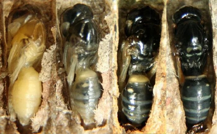 Куколки осы. Куколки осы. Земляной кокон шмеля. Оса обыкновенная личинка. Куколки осы.