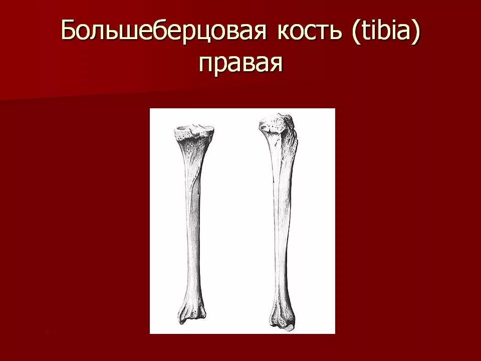 Находится берцовая кость. Большая берцовая кость строение. Большая берцовая кость анатомия. Тибия большеберцовая кость. Голень большеберцовая кость.