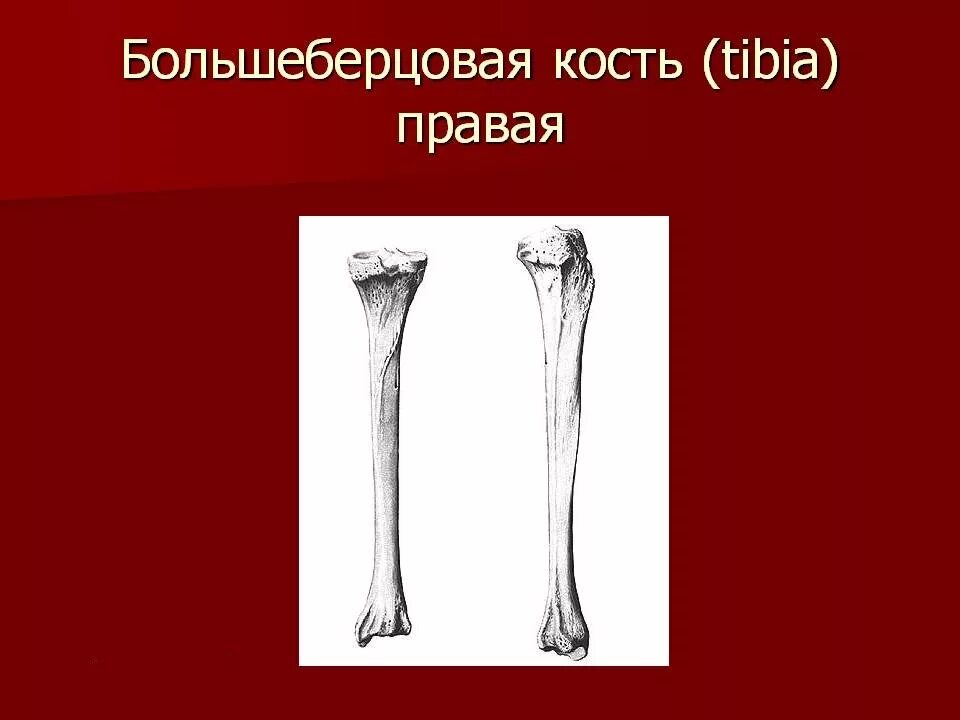Берцовая. Большая берцовая кость строение. тибия большеберцовая кость. большеберцовая кость голени. малая берцовая кость анатомия строение.