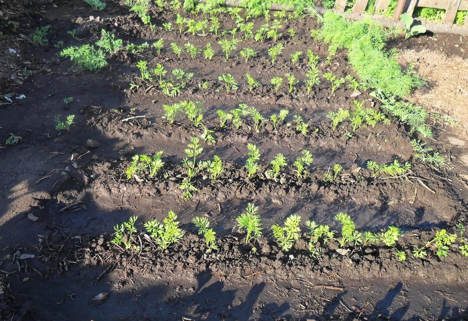 Прореживание всходов, прополка. Прореживание всходов моркови. Проредить морковь на грядке. Подзимний посев моркови. Когда прореживать морковь.
