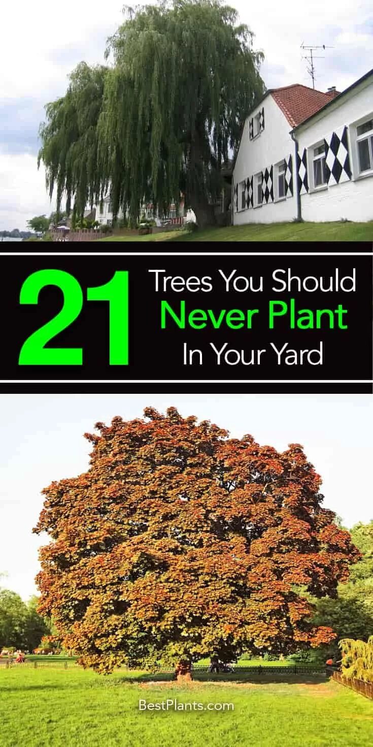 Never never plant. Plant a Tree in your Yard.. Деревья Ярдам.