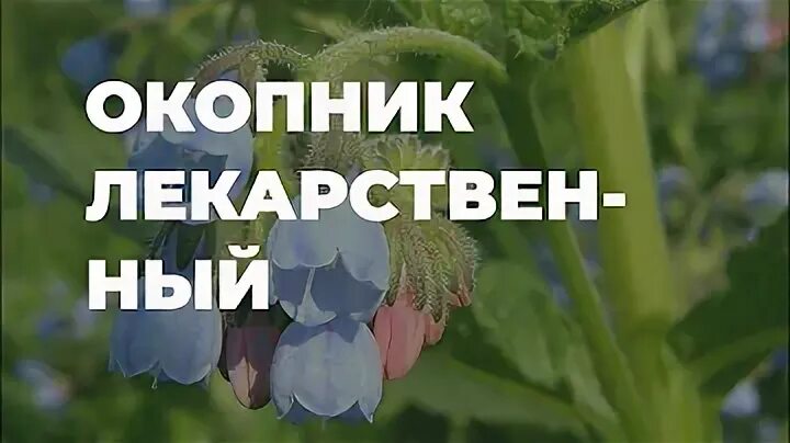 Живокост трава. Окопник свойства применение. Окопник корень 50г. Окопник свойства применение. Окопник аптечный.