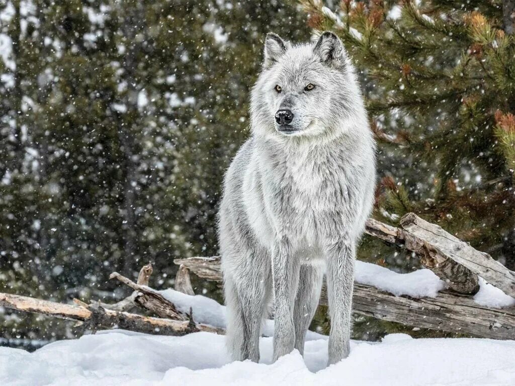 Северный Якутский Таежный волк. Сибирский Лесной волк. Волки сибирской тайги. Волк в тайге. Животные средней сибири