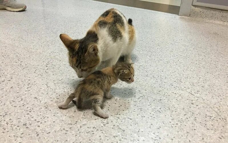 Котик с мамой. Мама кошка несет котенка. Мама кошка несет котенка. Кошка принесла котят. Ребенок принес бездомного котенка.