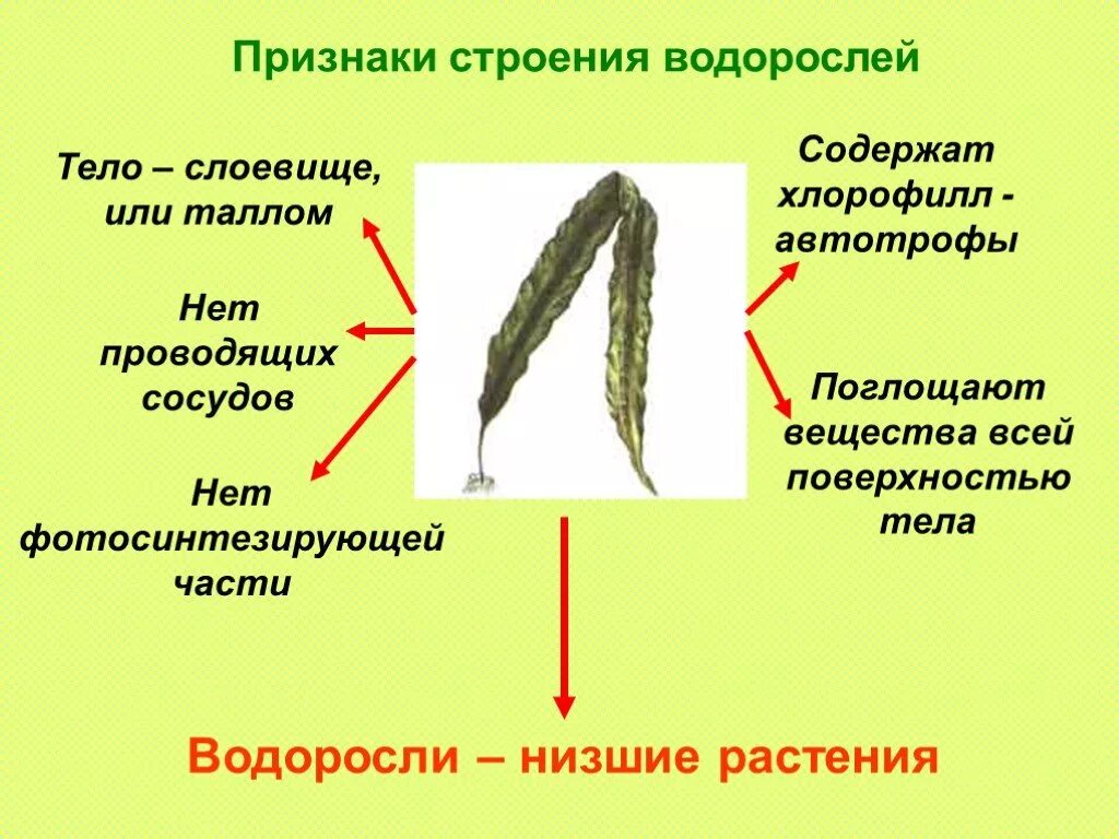 5 признаков водорослей. Строение слоевища ламинарии. Строение таллома ламинарии. Строение ламинарии низшие растения. Признаки строения водорослей.