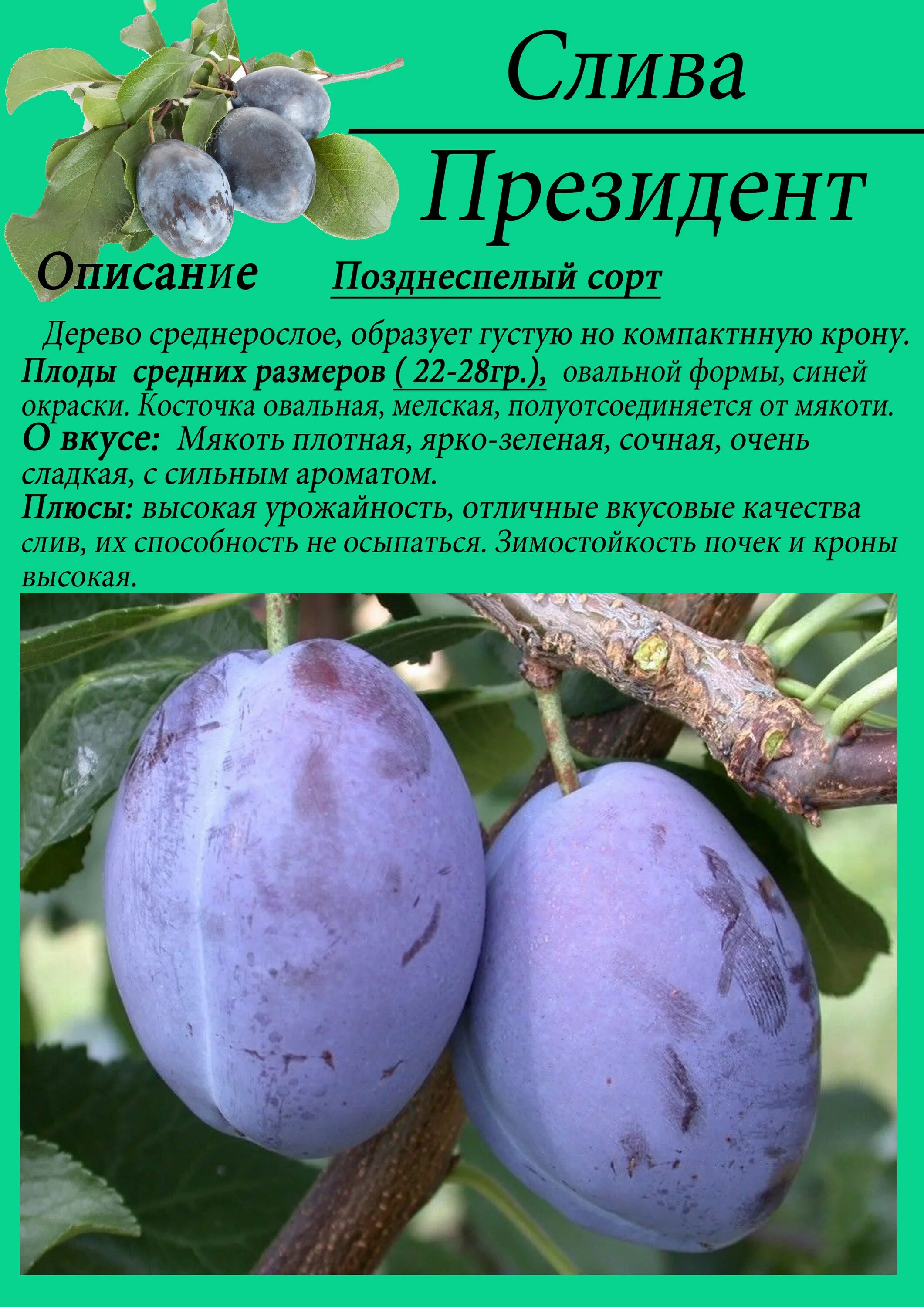 Слива волжская красавица описание отзывы. Сортовая характеристика слива неженка описание сорта.