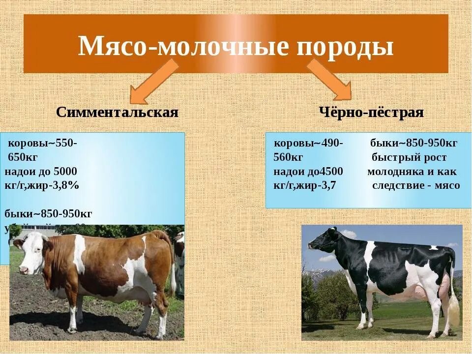 Породы мясо-молочного направления продуктивности КРС. Породистые мясомолочные породы коров в России. Породы крупного рогатого скота в России молочного направления. Породы крупного рогатого скота молочного направления продуктивности. Какие молочные породы