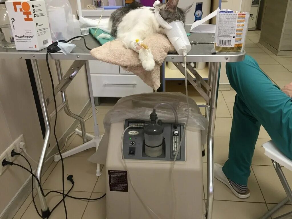 ул свердлова 9а подольск. ветеринарная подольск. ветеринарная клиника ул. ветеринарки в подольске. государственная ветклиника в подольск.