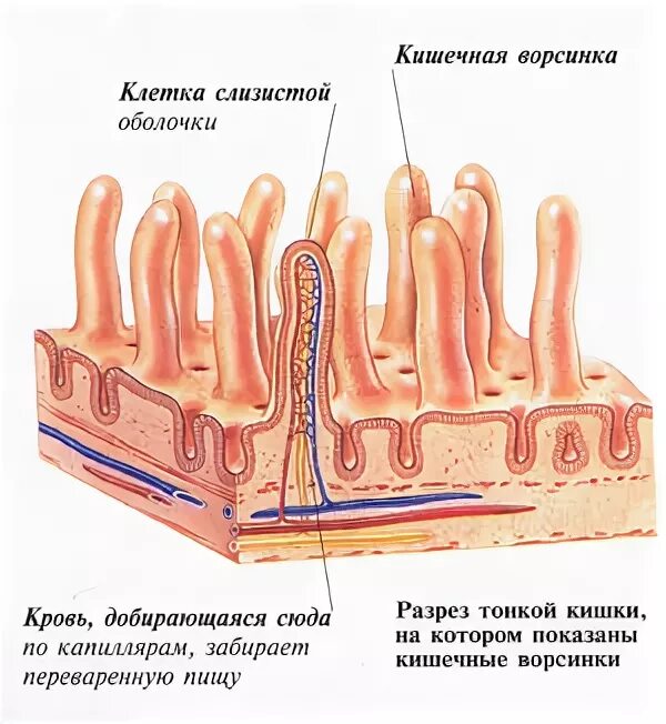 Однослойный призматический каемчатый эпителий тонкой кишки. Ворсинки кишечника функции. Всасывание питательных веществ ворсинками происходит в. Всасывание питательных веществ ворсинками. Эпителий ворсинки всасывает.