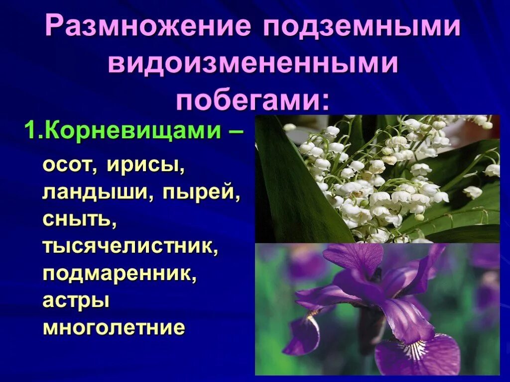 Покрытосеменные растения побег. Размножение растений подземными видоизмененными побегами. Размножение подземными видоизмененными. Размножение подземными видоизмененными видоизмененными побегами. Осот видоизменение побега.