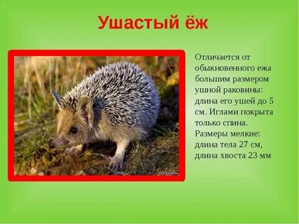 Животном обитающем в твоем регионе