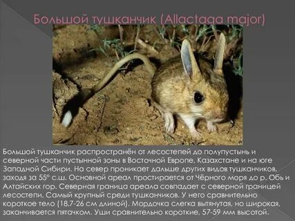 Тушканчик в какой природной зоне