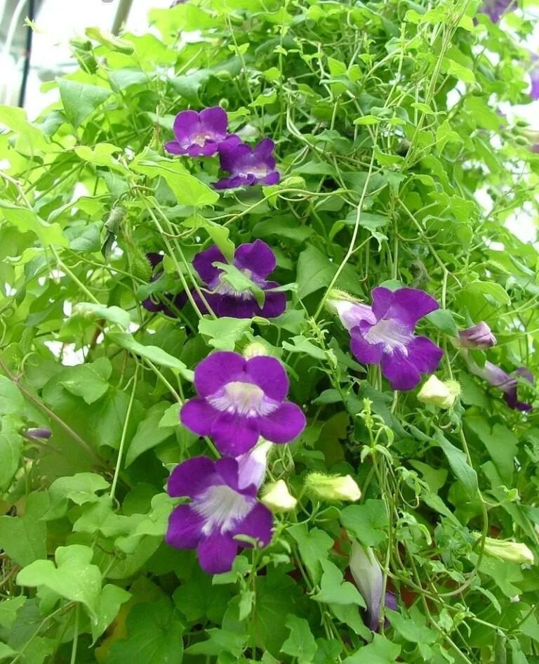 Asarina scandens 'Joan Lorraine' - Buy Online at Annie's Annuals Фотографии цвет
