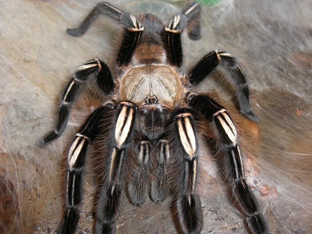 Пауки рептилии. Ephebopus murinus. Паук murinus Ephebopus. Ephebopus cyanognathus. Скелет тарантула.