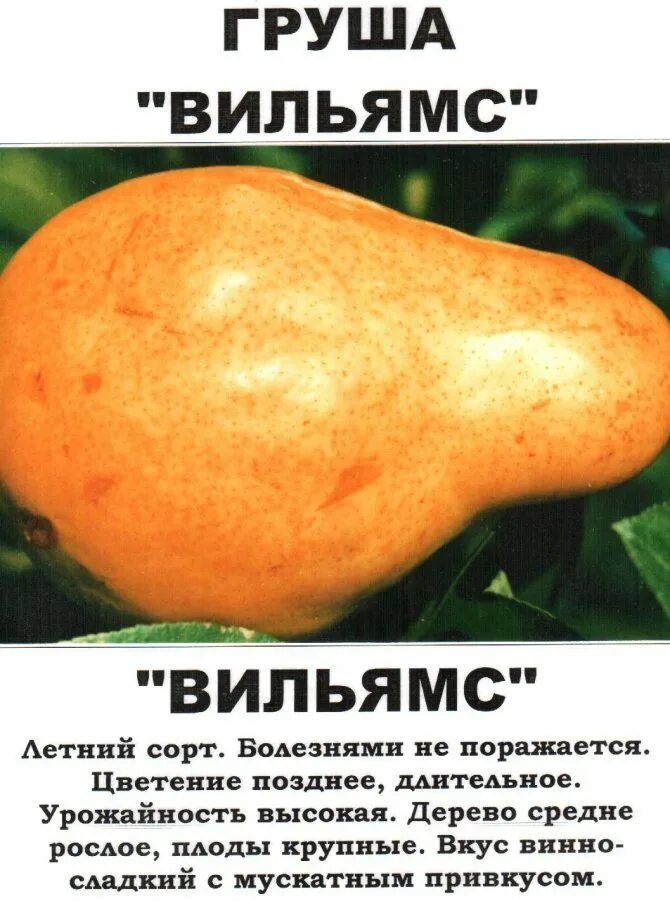 Груша вильямс описание сорта