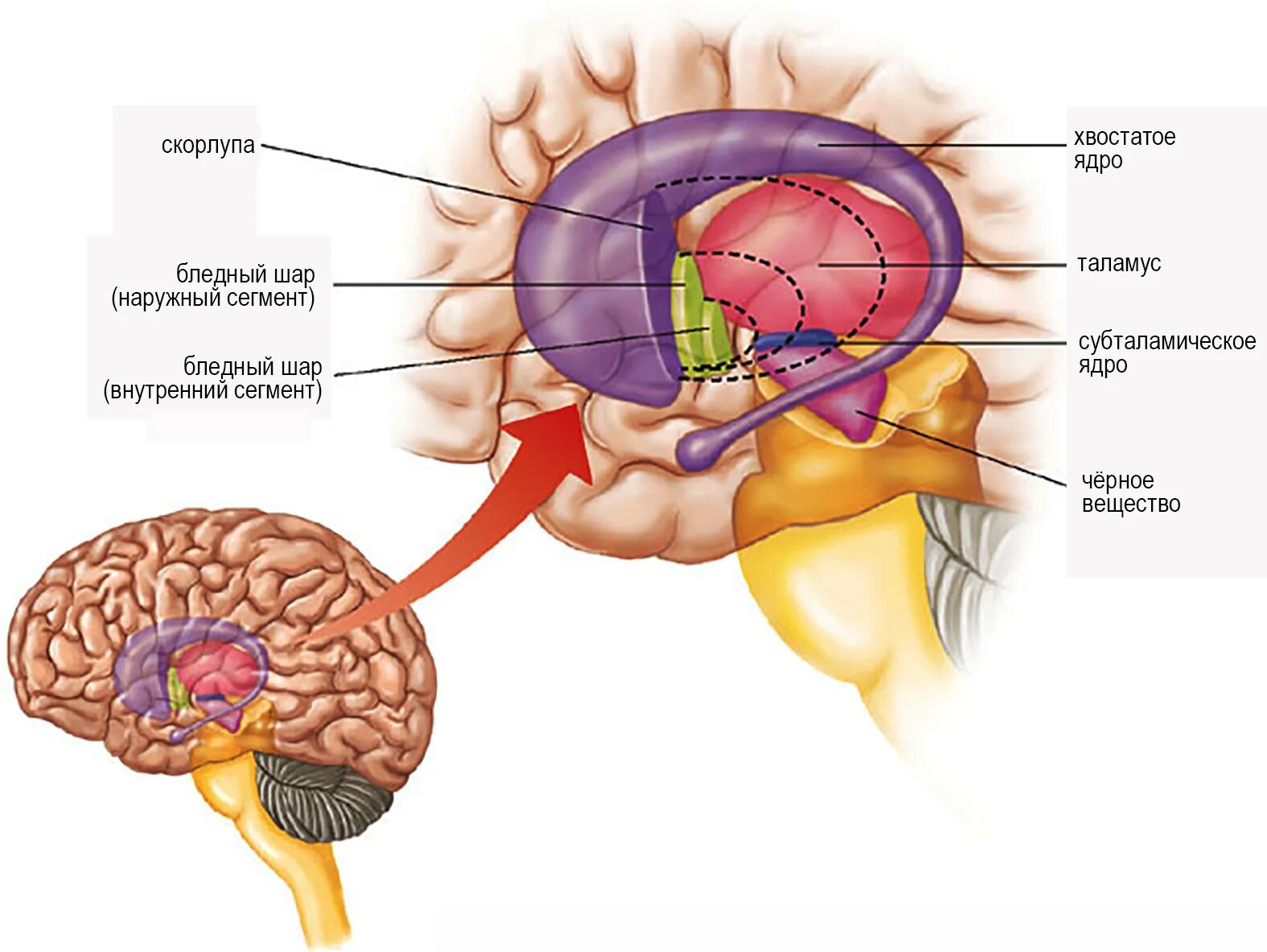 Хвостатое ядро мозга. Бледный шар скорлупа хвостатое ядро. Путамен (базальные ганглии). Таламус анатомия. Putamen анатомия.