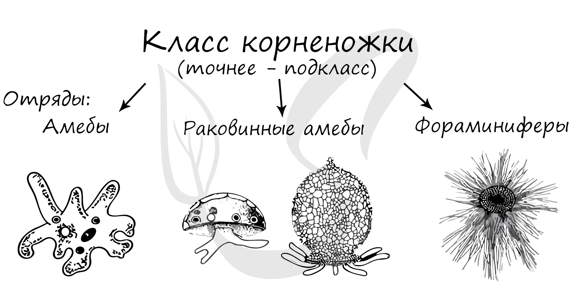 Амеба систематика. Подкласс корненожки представители. Тип Саркодовые корненожки. Раковинные амебы фораминиферы. Класс корненожки представители.