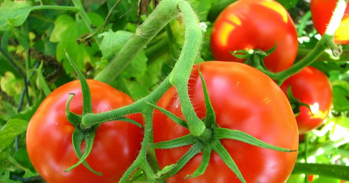 помидоры сорт огурцы. томат балконное чудо. сорт томата шихербас. овощи помидор. помидоры сорт огурцы.