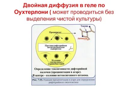 Определение токсигенности дифтерии