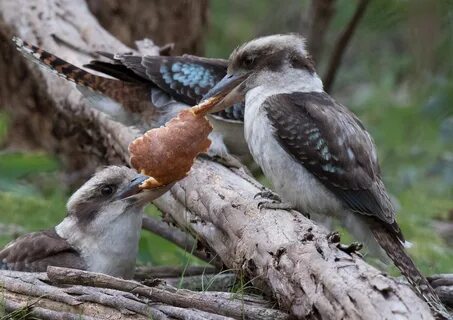 Knowing bird
