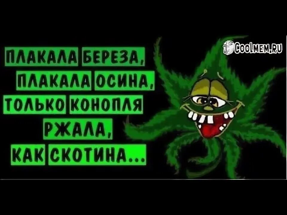 Дерево с корнями без фона. Плакала береза текст. Плачущая береза что значит. Группа корни плакала береза. Реченька однокоренные слова.