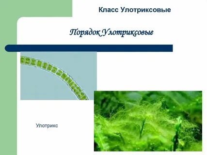 К каким систематическим группам относится улотрикс