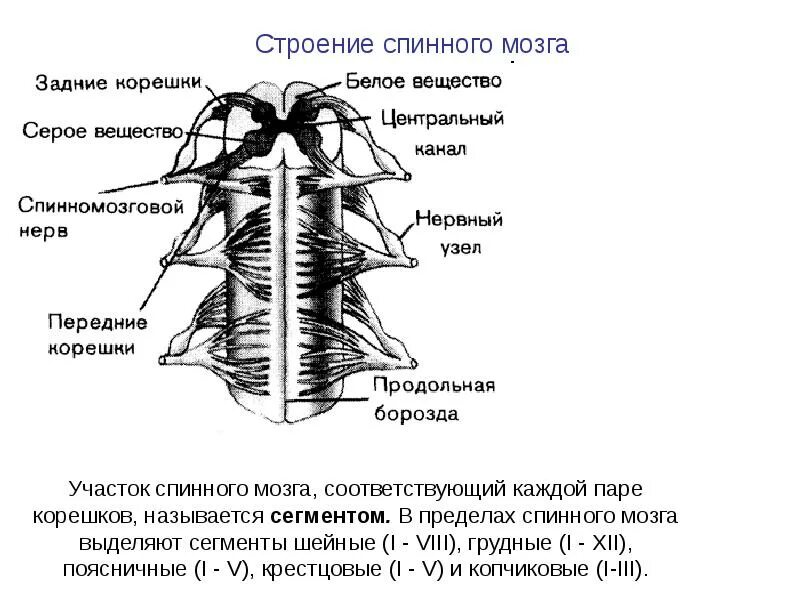 Схема строения спинного мозга. Строение Корешков спинного мозга. Наружное строение спинного мозга схема. Продольное строение спинного мозга.