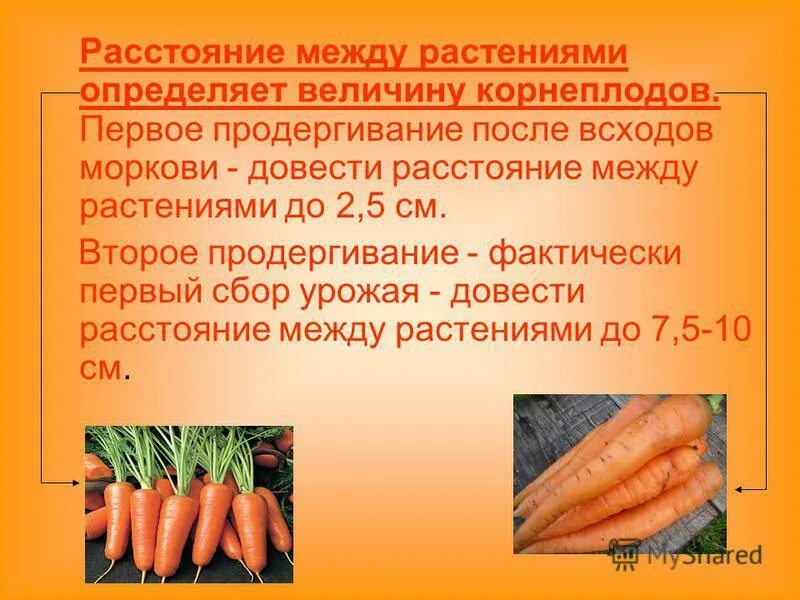 Между морковью. Расстояние между морковью. морковь первый сбор. морковь расстояние между растениями. расстояние между морковками на грядке.