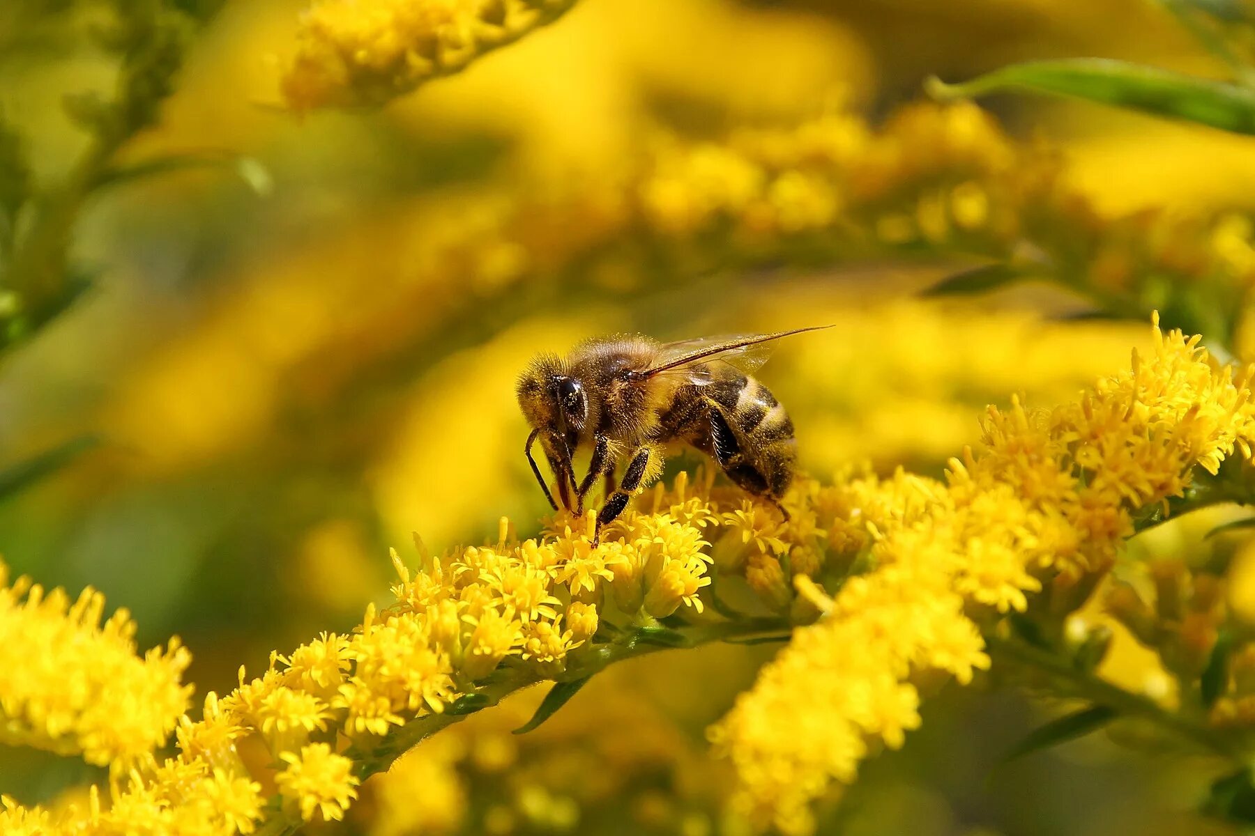 Собирает нектар и пыльцу. Опыление растений пчелами. Пчелы опыляют растения. Пчела опыляет. Пчела опыляет цветок.