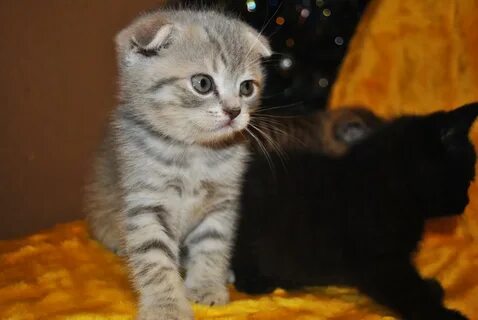 Коты нижний